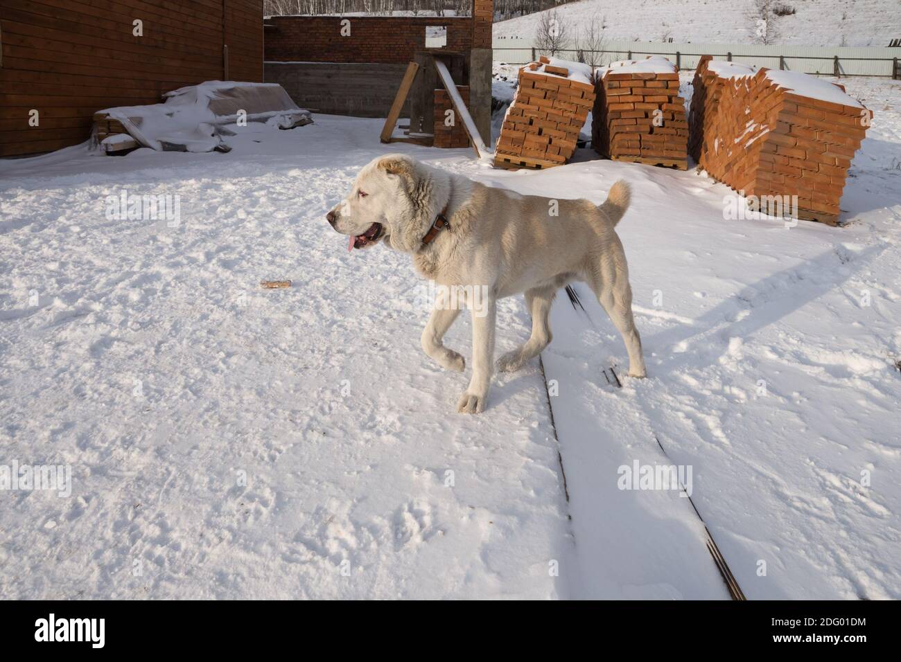 Un grand chien garde un chantier de construction avec des palettes de briques en hiver. Banque D'Images