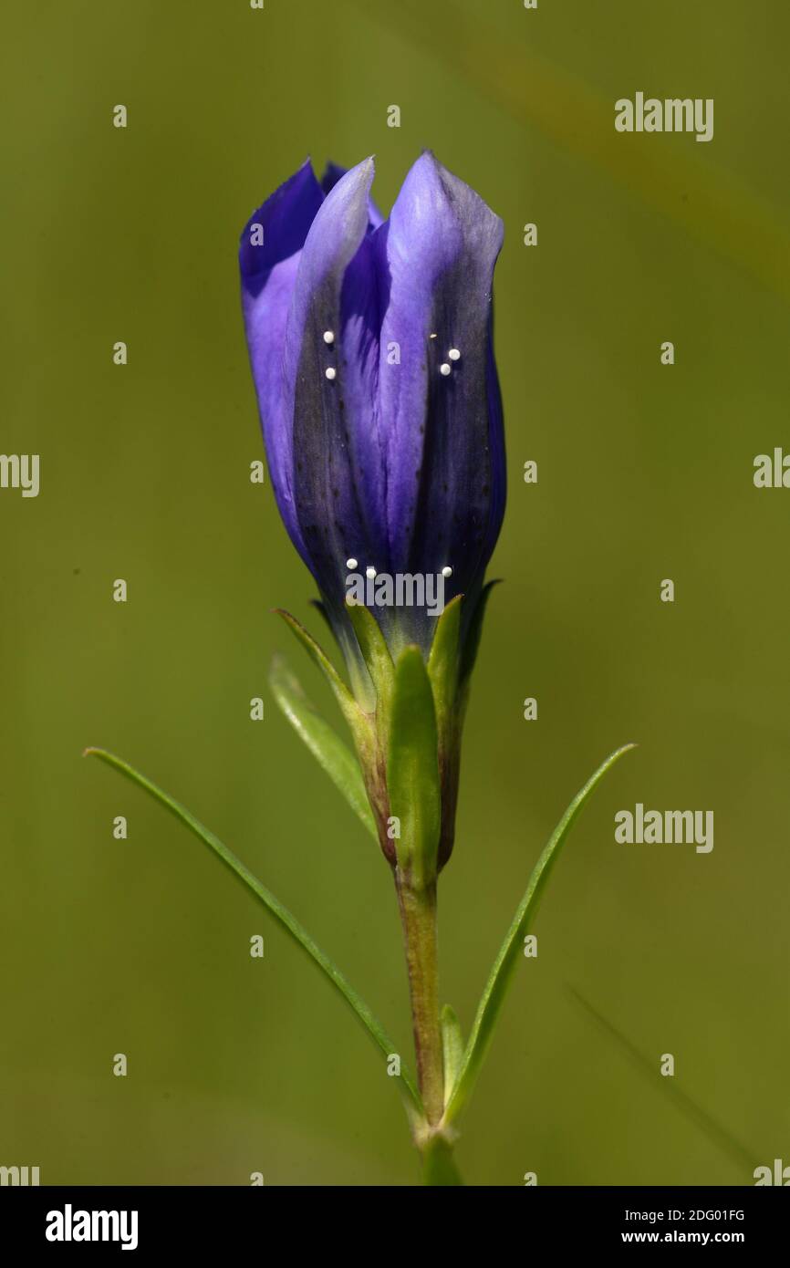 Lungenenzien, gentiana pneumonanthe, blauglocken, lungenblume, wiesenenenzian, gentiane des marais, gentiane du marais, eier des lungen Banque D'Images