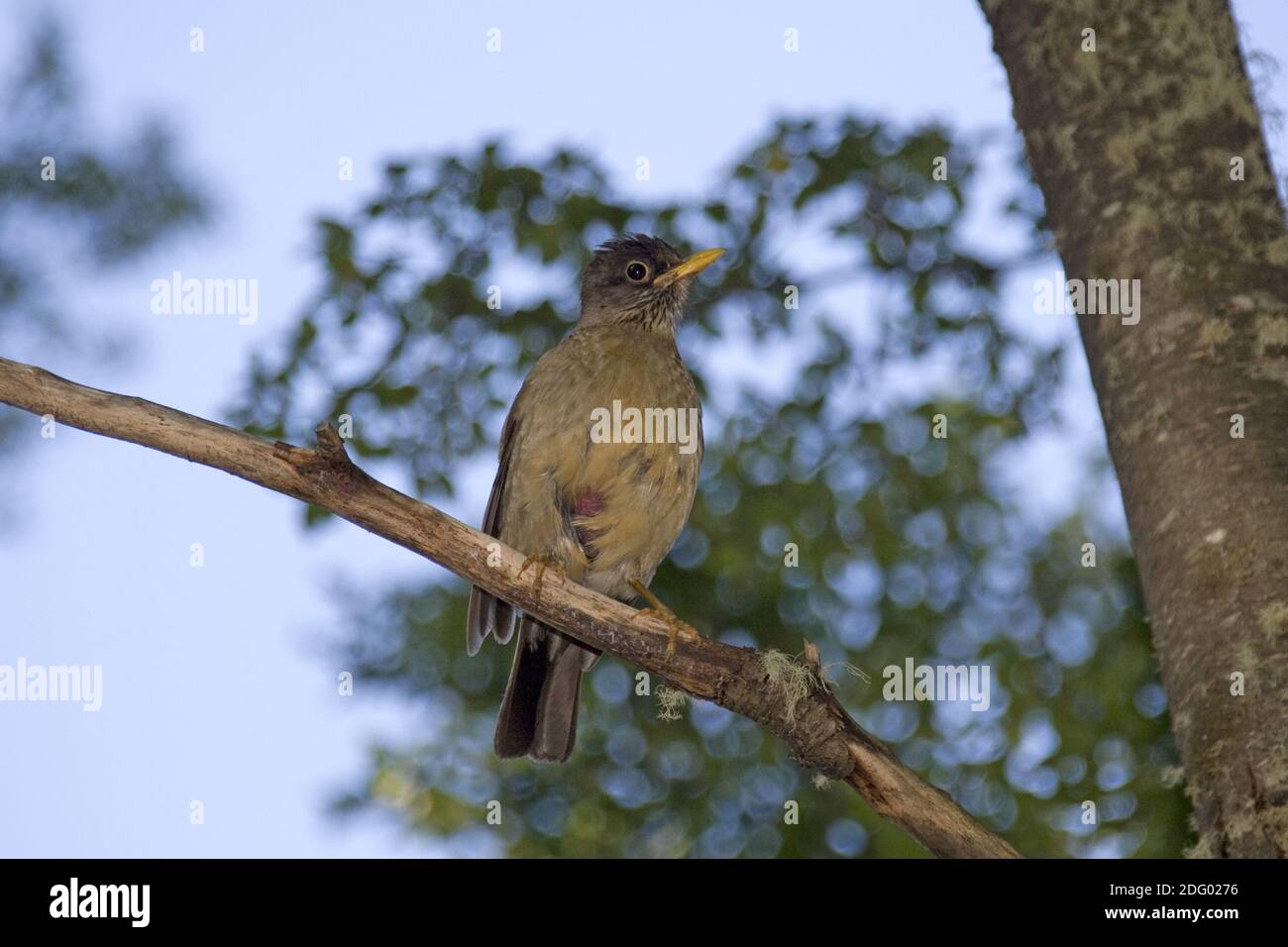 Magellandrossel, turdus falcklandii, muguet austral , parc national torres del paine, chili, patagonie, patagonie, suedamerika, Banque D'Images