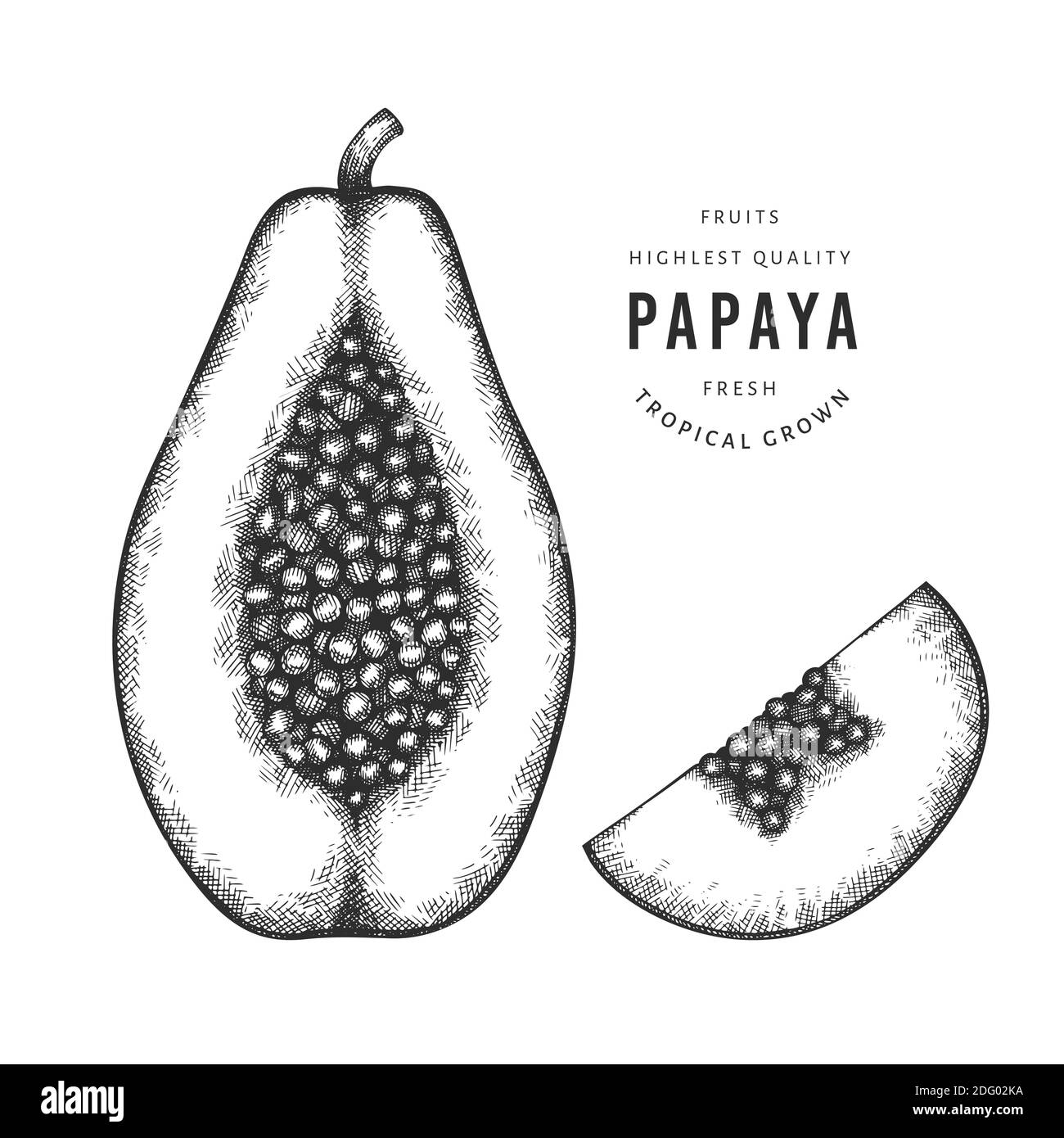 Papaye de style esquisse dessinée à la main. Illustration vectorielle d'aliments frais biologiques isolée sur fond blanc. Illustration fruit rétro. Style gravé botanica Illustration de Vecteur