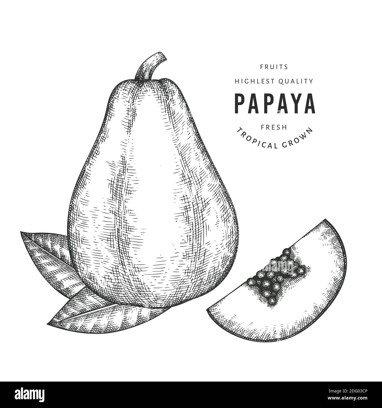 Papaye de style esquisse dessinée à la main. Illustration vectorielle d'aliments frais biologiques isolée sur fond blanc. Illustration fruit rétro. Style gravé botanica Illustration de Vecteur