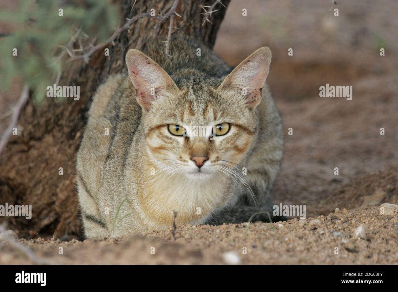 Afrikanische Wildkatze Falbkatze Wildcat Africain Chat Sauvage Afrique Du Sud Suedafrika Photo Stock Alamy