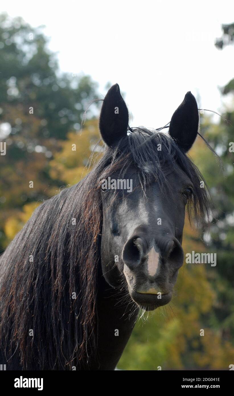 Cheval pur sang arabe, Arabisches Vollblutpferd Banque D'Images