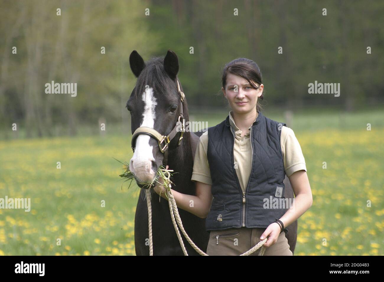 Vollblutarabre, Thouroughbred Arab Horse Banque D'Images