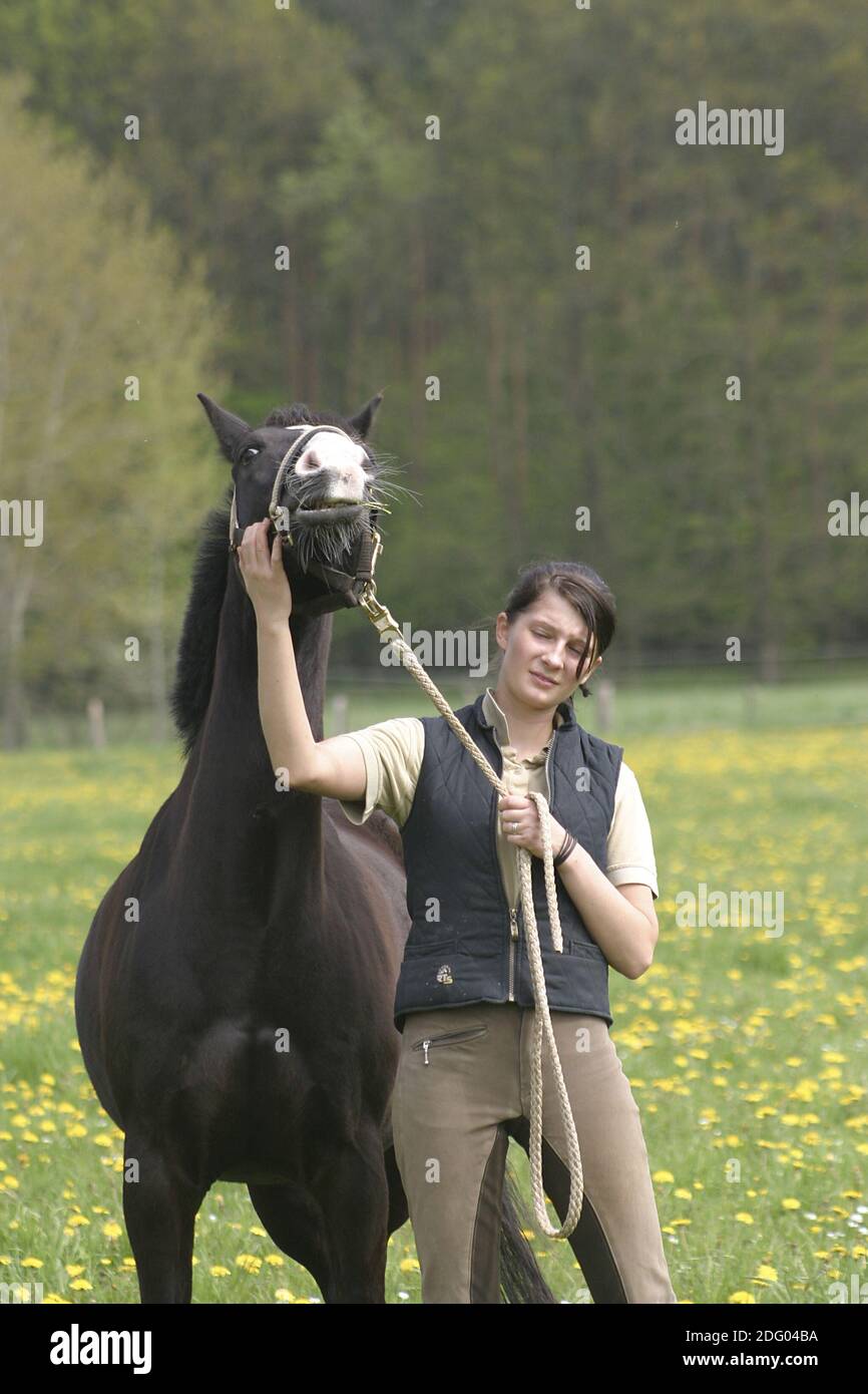 Vollblutarabre, Thouroughbred Arab Horse Banque D'Images