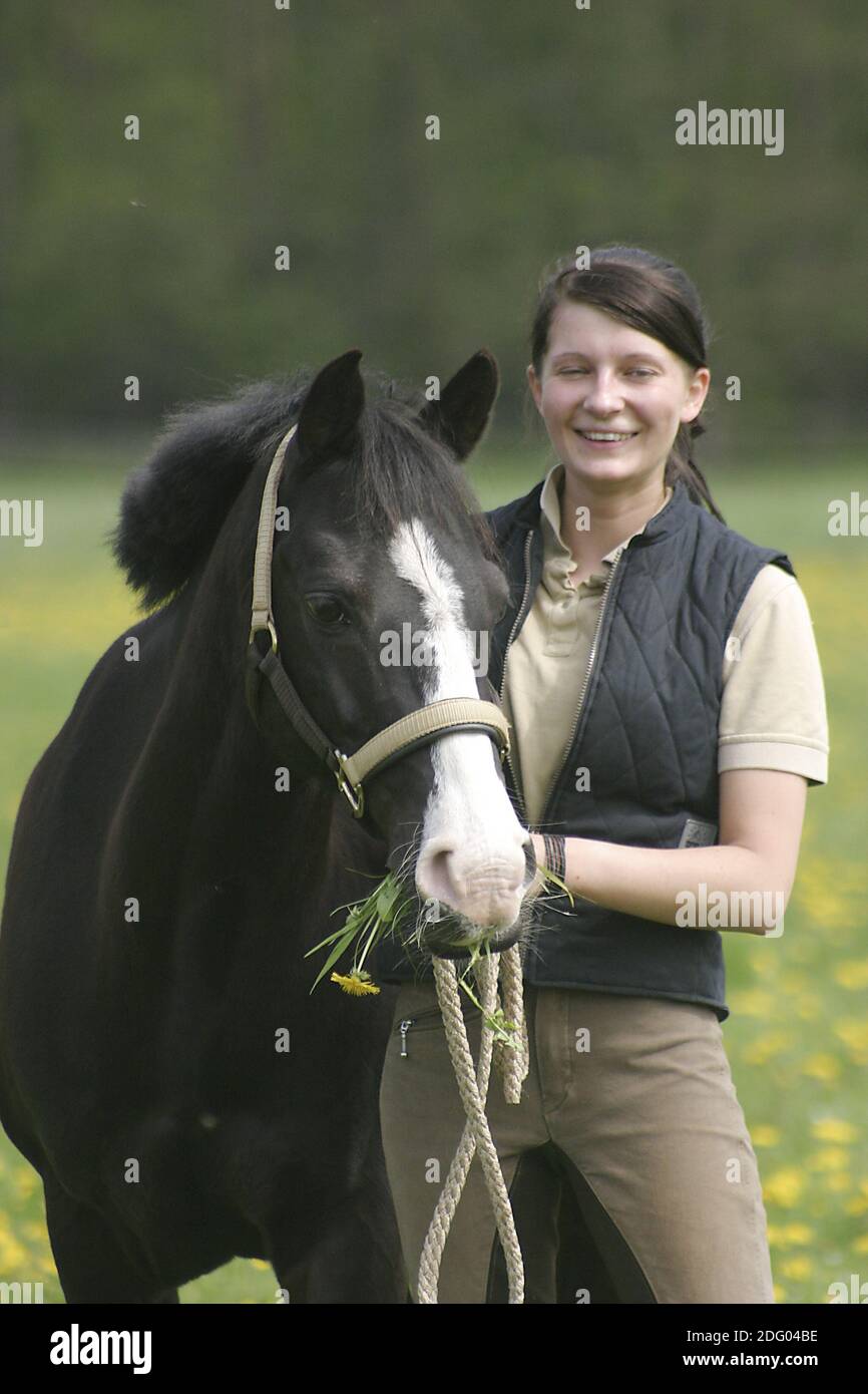 Vollblutarabre, Thouroughbred Arab Horse Banque D'Images