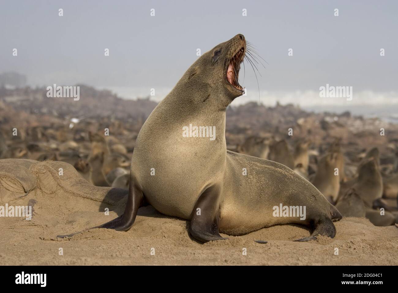 Phoque à fourrure, Ours de mer d'Afrique du Sud, phoque nain, phoque pygmée, phoque à fourrure nain, Arctocephalus pussilus, phoque à fourrure du Cap, F d'Afrique du Sud Banque D'Images