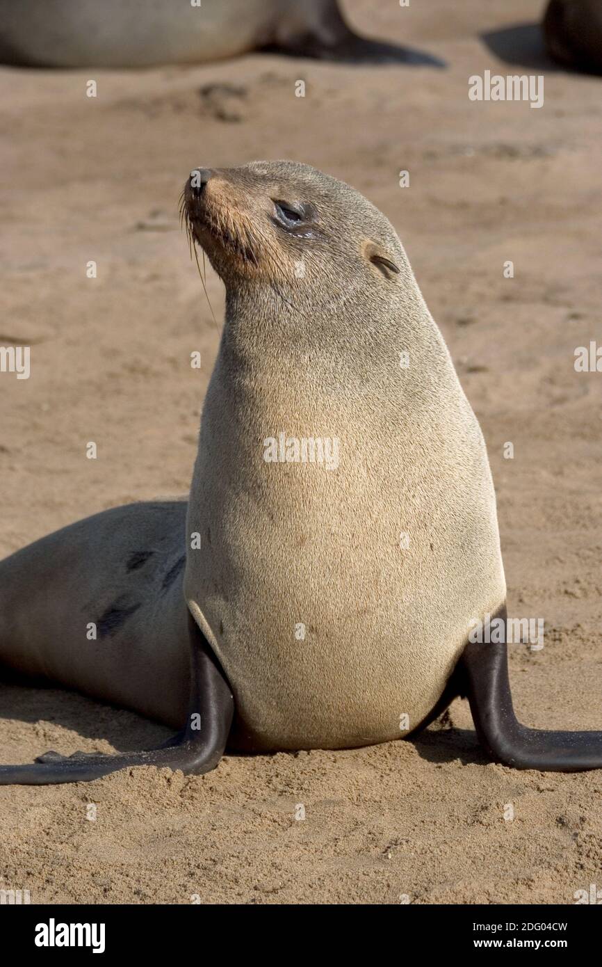 Phoque à fourrure, Ours de mer d'Afrique du Sud, phoque nain, phoque pygmée, phoque à fourrure nain, Arctocephalus pussilus, phoque à fourrure du Cap, F d'Afrique du Sud Banque D'Images