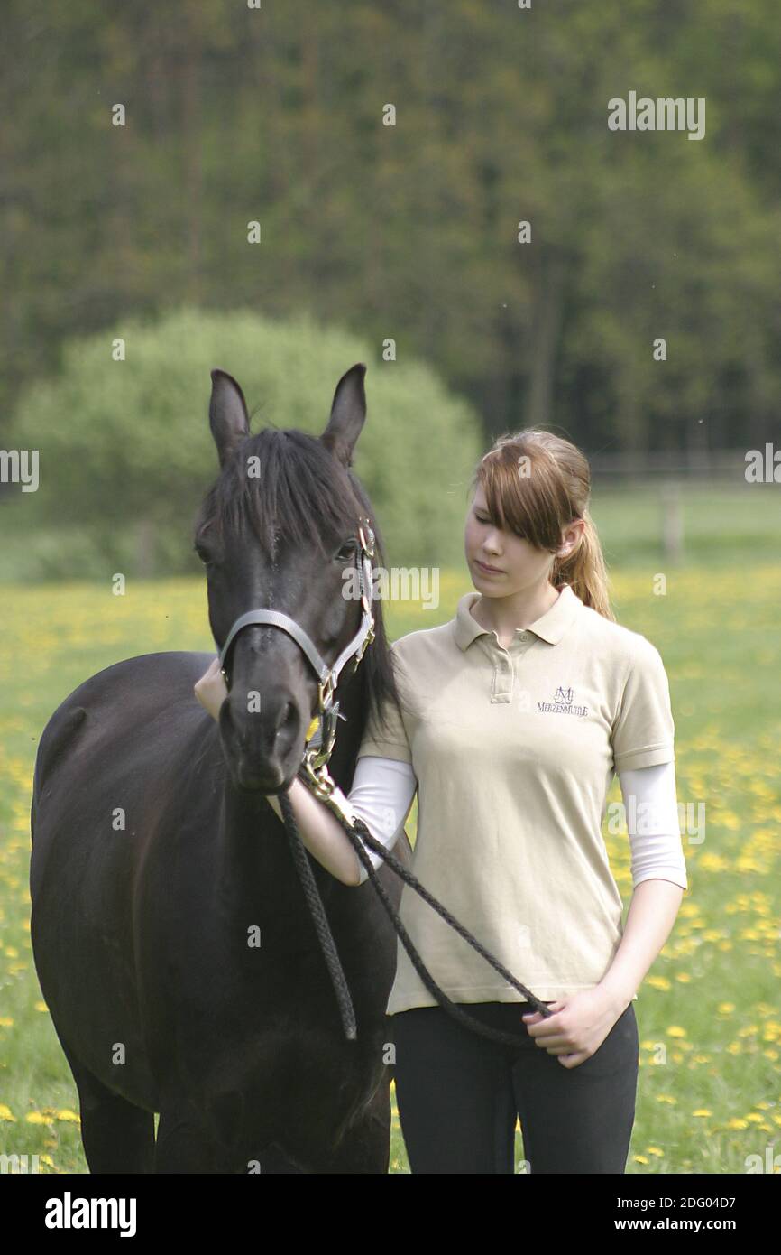 Vollblutarabre, Thouroughbred Arab Horse Banque D'Images