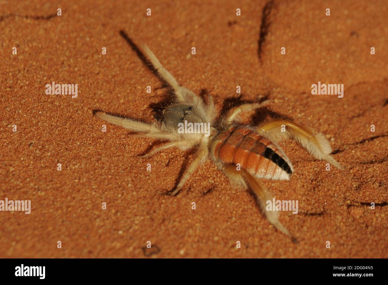 Araignée solaire Afrique du Sud Banque D'Images