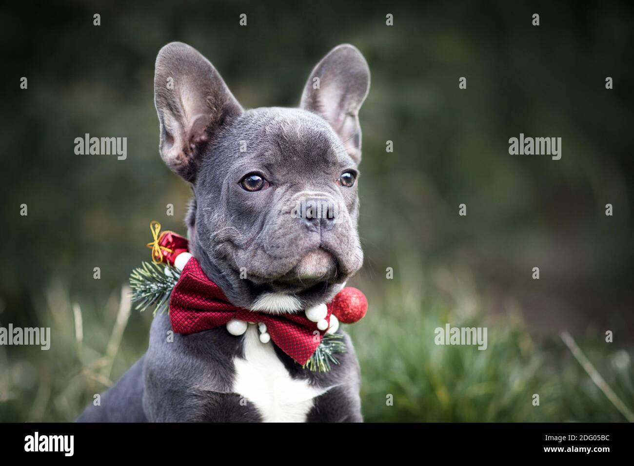 Tête de jeune chien Bulldog français bleu portant Noël saisonnier col avec noeud rouge sur fond vert flou Banque D'Images