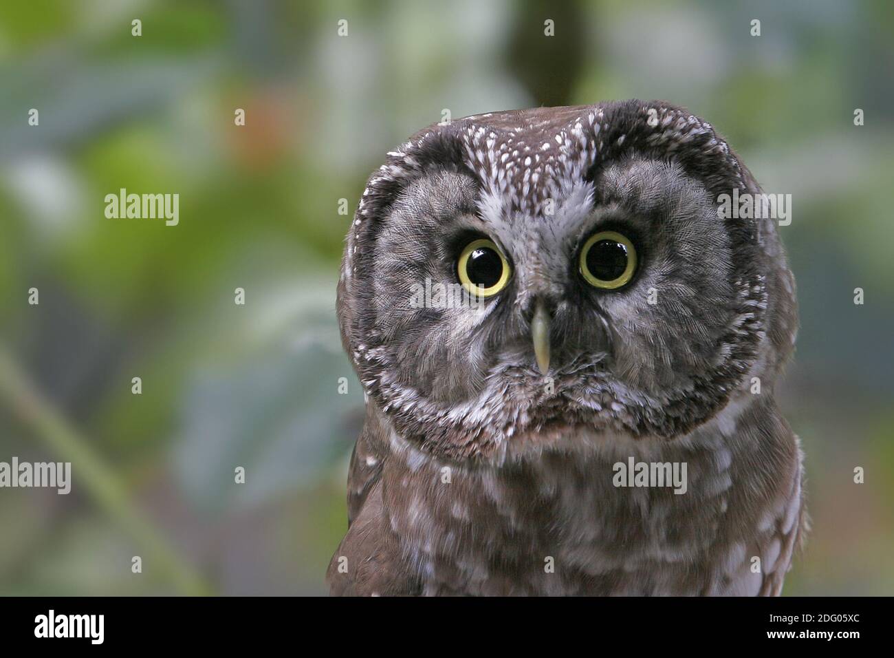 Nyctale de Tengmalm Banque D'Images