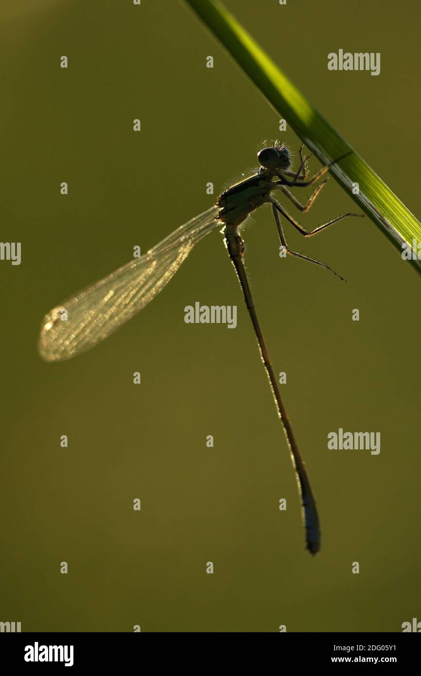 Demoiselle à queue bleu Banque D'Images