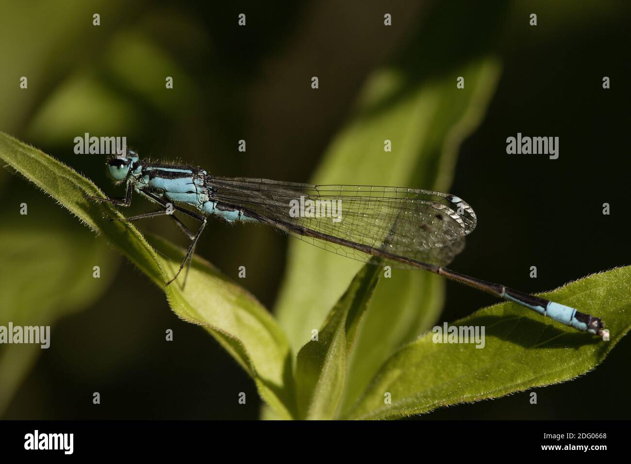 Demoiselle à queue bleu Banque D'Images