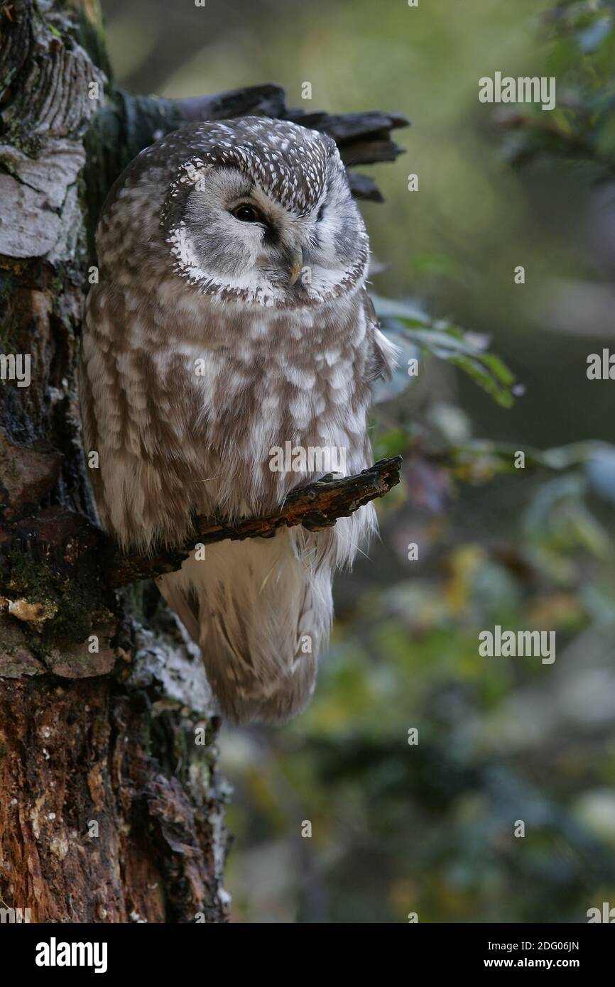 Nyctale de Tengmalm Banque D'Images