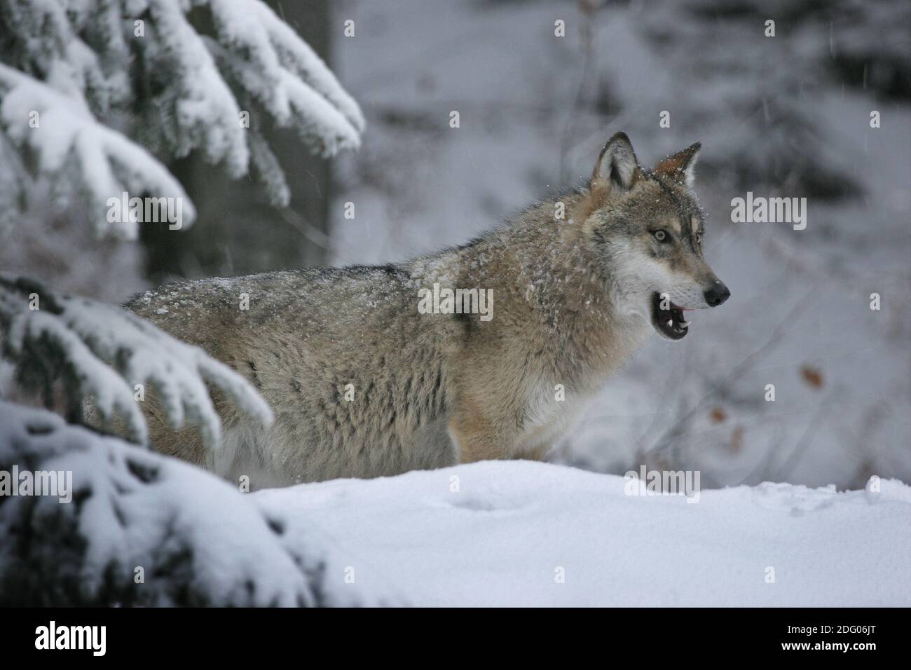 Wolf Banque D'Images
