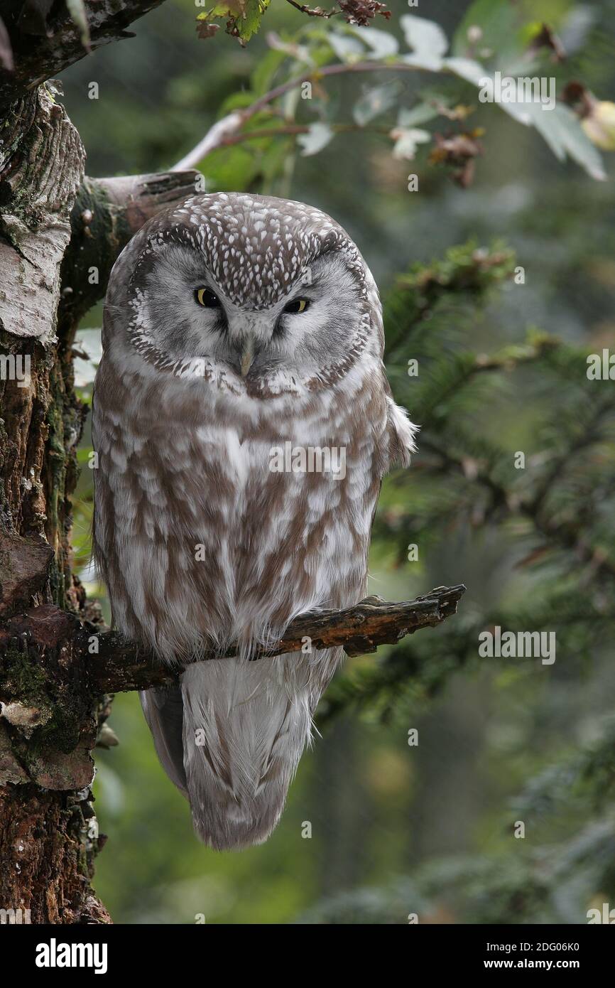 Nyctale de Tengmalm Banque D'Images