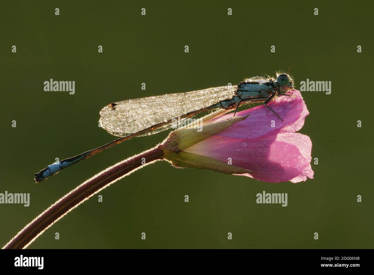 Demoiselle à queue bleu Banque D'Images