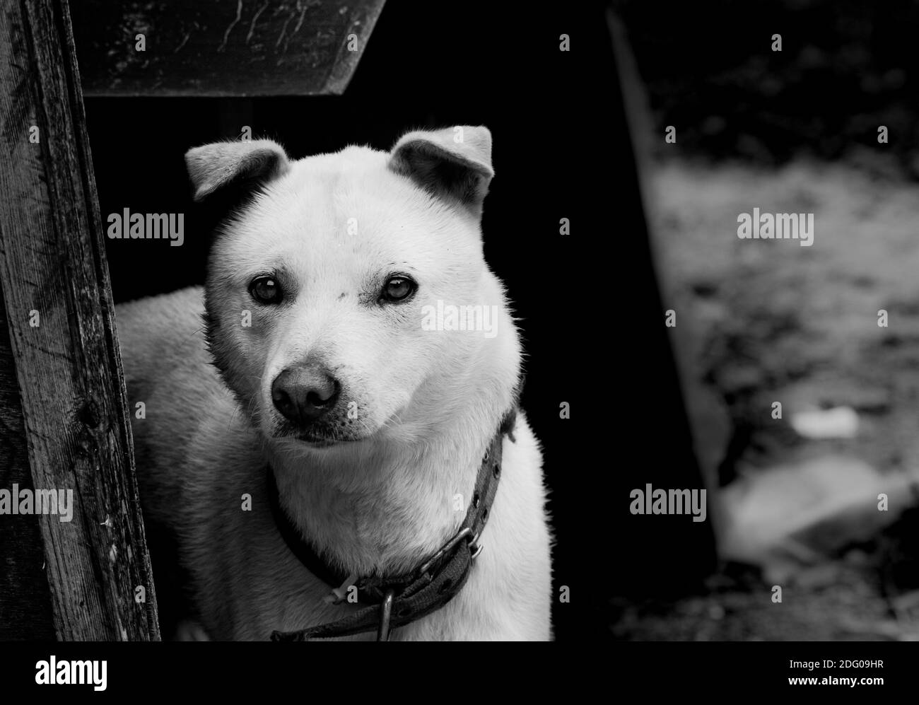 Portrait de chien Jindo Banque D'Images