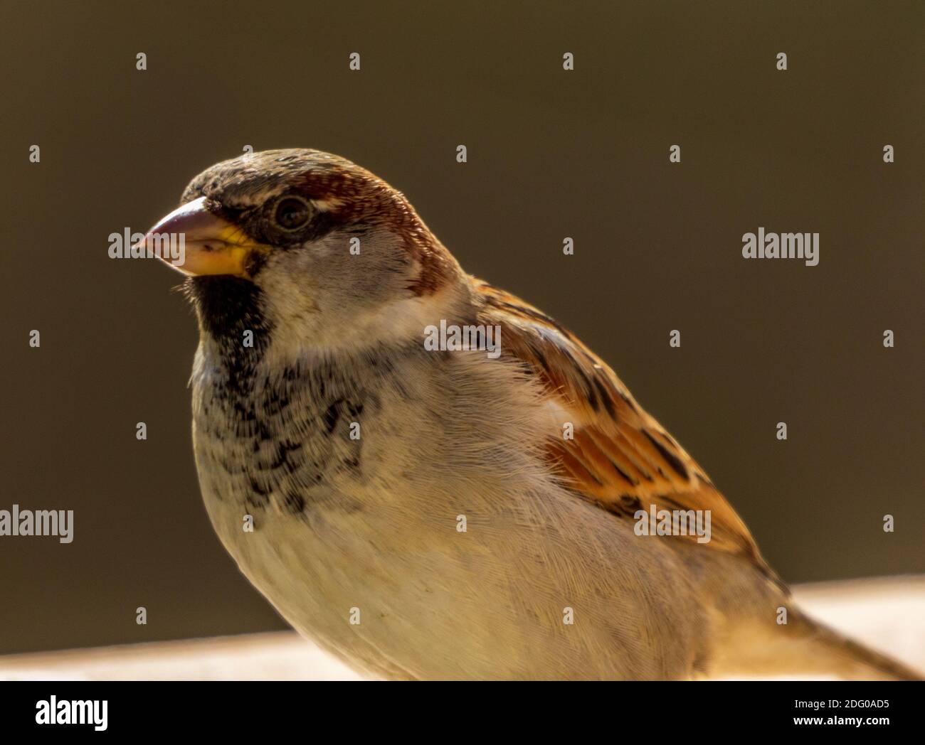 Passant domesticus, gros plan d'un Bruant masculin Banque D'Images