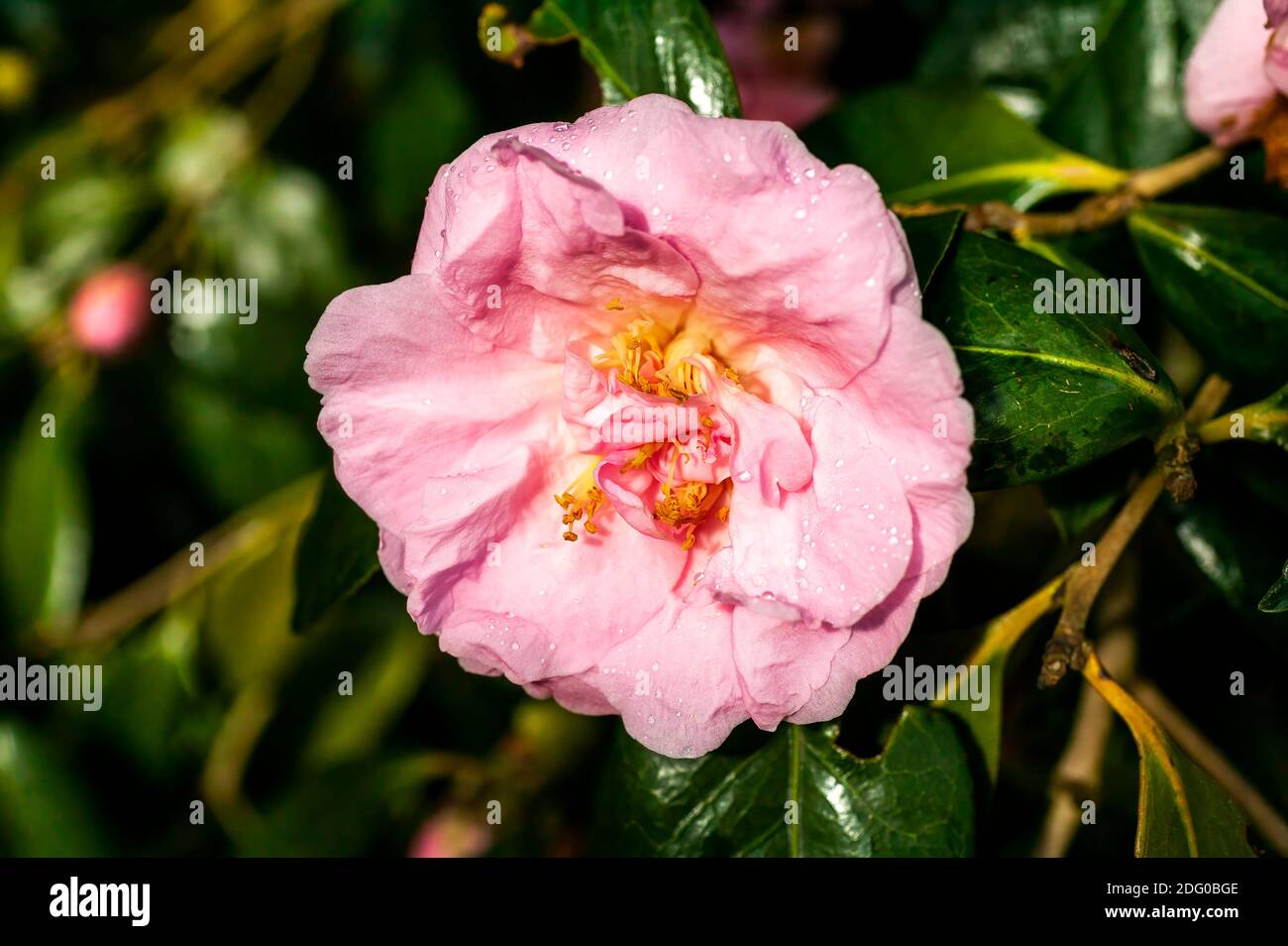 Camellia x Williamsii 'Exaltation' plante arbustive d'été de printemps avec une photo de fleur rose printanière d'hiver Banque D'Images