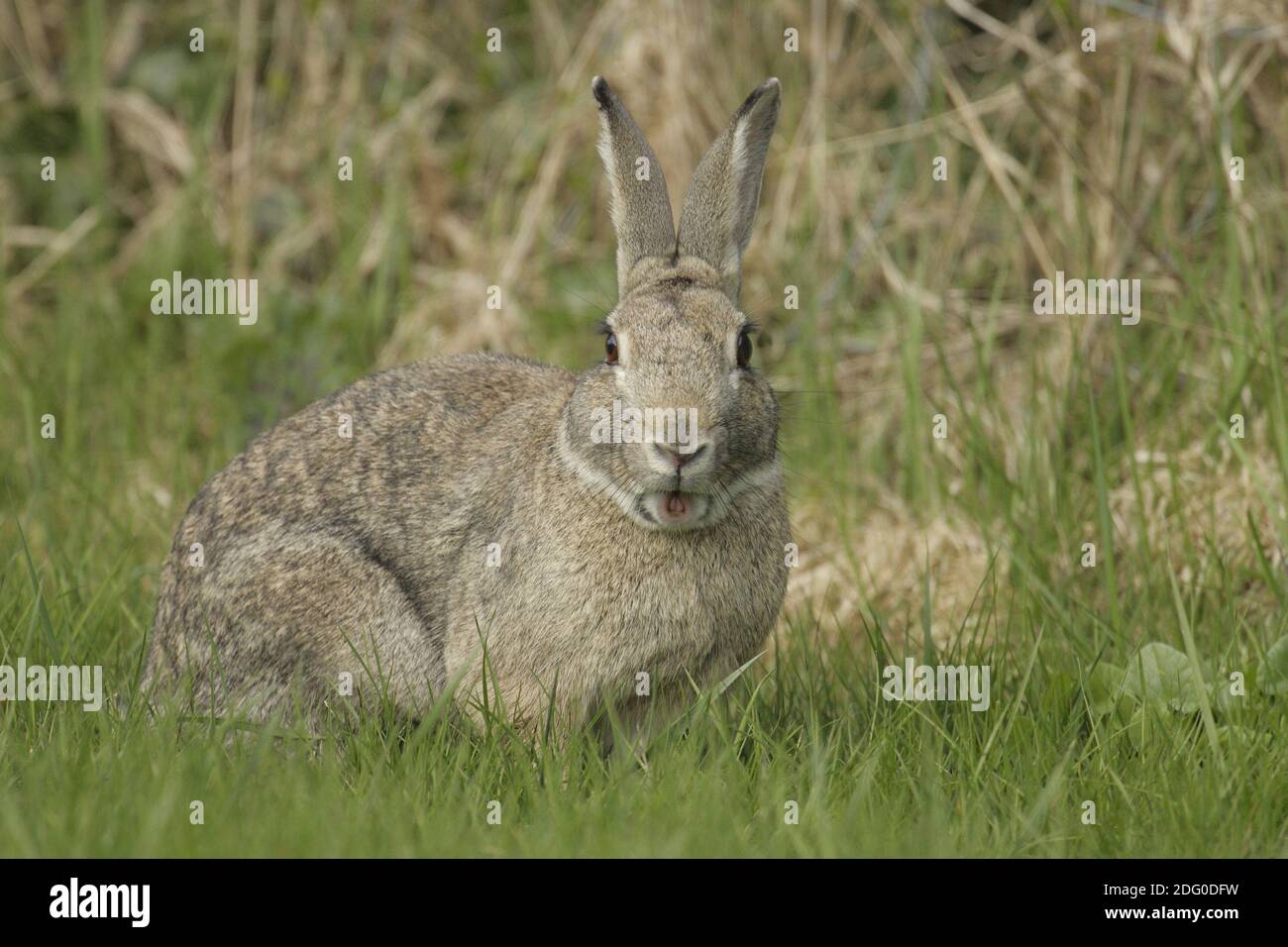 Wildkaninchen, Oryctolagus cuniculus, cotonmouth Banque D'Images