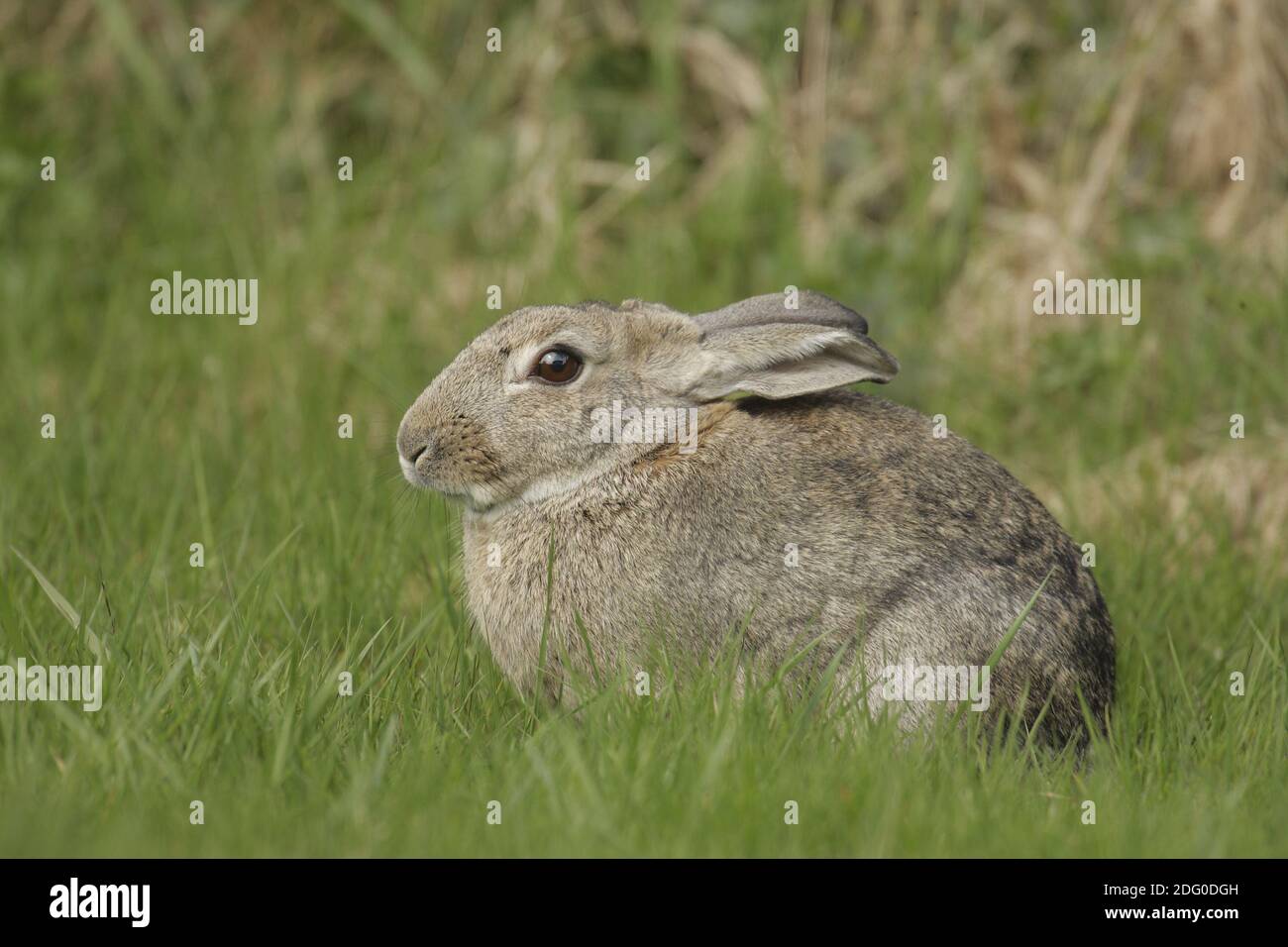 Wildkaninchen, Oryctolagus cuniculus, cotonmouth Banque D'Images
