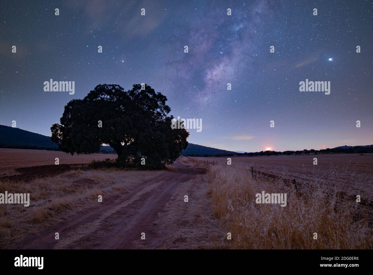 Voie lactée sur un terrain sec avec un grand arbre et un chemin à travers le centre avec un bleu étoilé ciel Banque D'Images