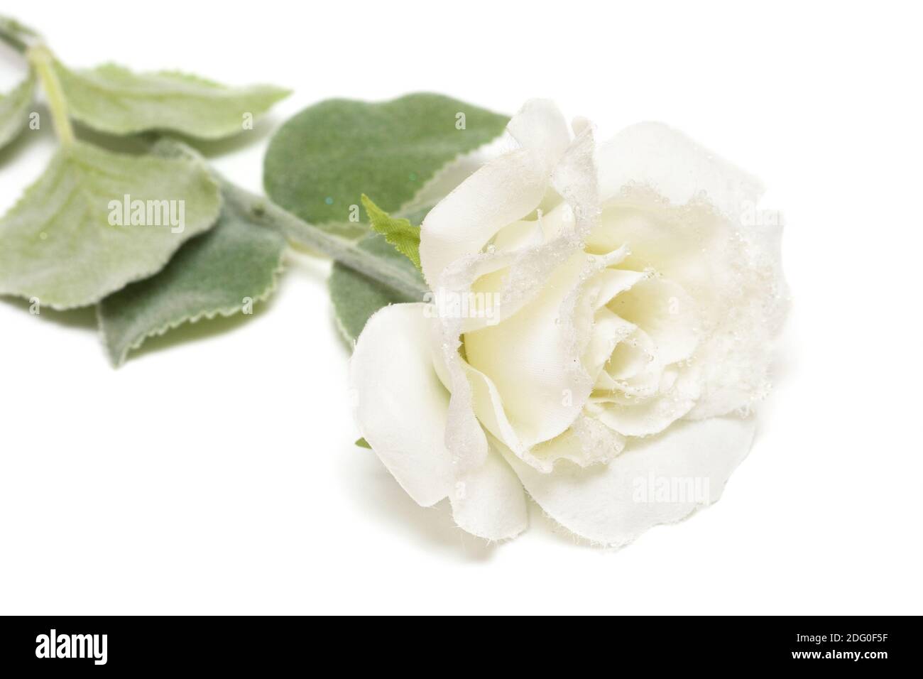 Gros plan de la rose blanche enneigée Banque D'Images