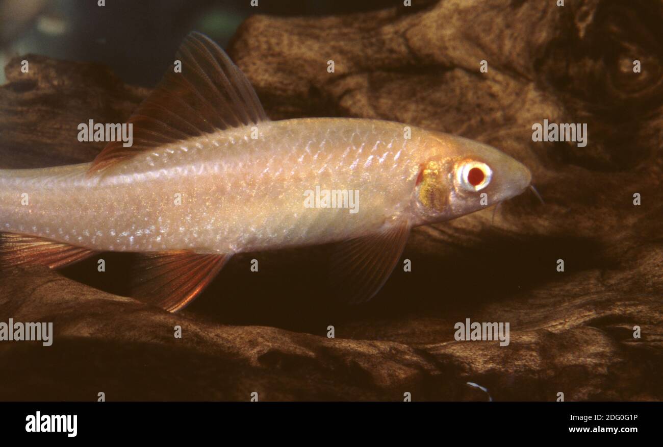Requin arc-en-ciel Albino, Epalzeorhynchus erythrurus Banque D'Images