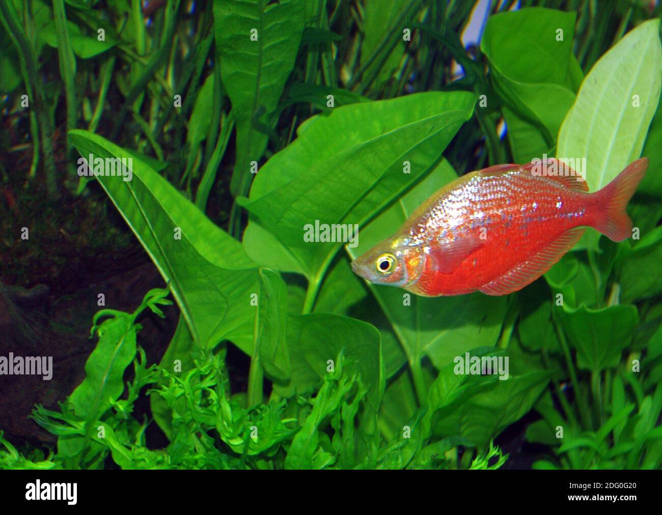 Poisson arc-en-ciel rouge mâle, Glosslepis incisus Banque D'Images