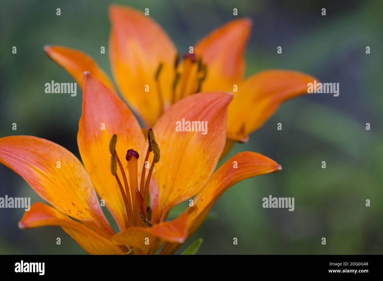 Gros plan du nénuphars (Lilium bulbiferum). Banque D'Images