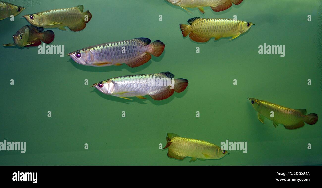 Morphes d'or et de rouge-argent de poissons-dragon arowana, Scleropages formosus Banque D'Images