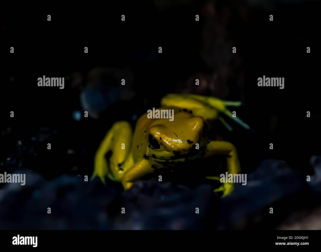 Gros plan d'une grenouille jaune venimeuse à fléchettes sur le sol de la forêt tropicale. Faible profondeur de champ. Banque D'Images