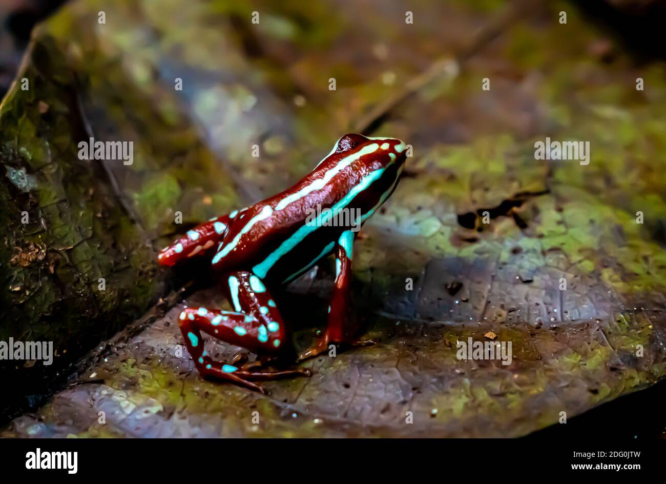 Petite grenouille colorée dans la forêt tropicale, gros plan. Banque D'Images