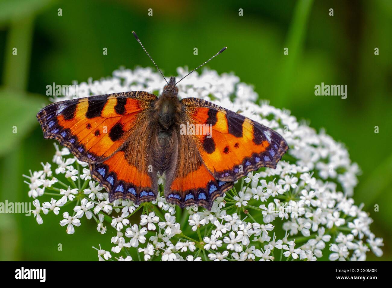 Kleiner Fuchs (Aglais urticae) Banque D'Images