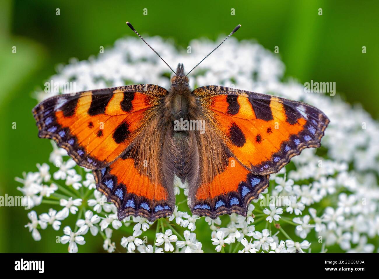 Kleiner Fuchs (Aglais urticae) Banque D'Images