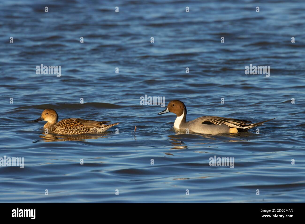 Northern Pintail (Anas acuta), North Central Valley Wildlife Management Area, unité Llano Seco, Californie Banque D'Images