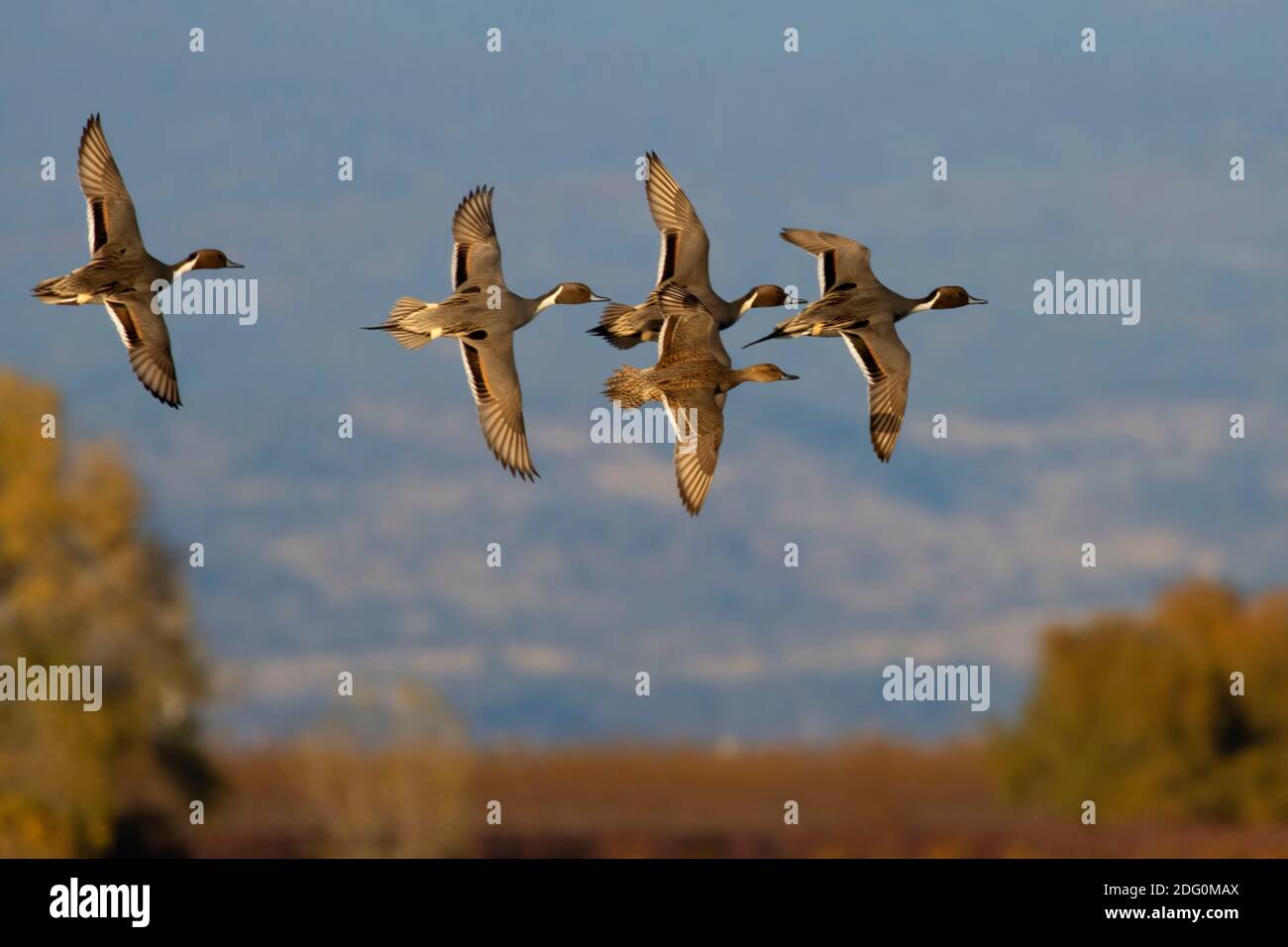 Northern Pintail (Anas acuta), North Central Valley Wildlife Management Area, unité Llano Seco, Californie Banque D'Images
