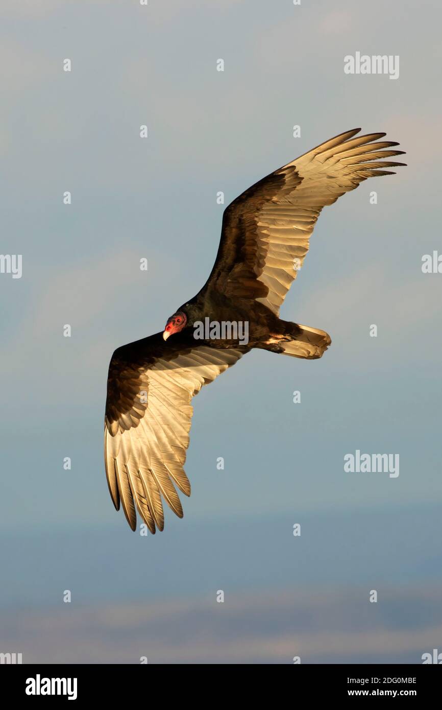 Vautour de la Turquie (Cathartes aura) en vol, zone de gestion de la faune de la vallée centrale du Nord, unité Seco de Llano, Californie Banque D'Images