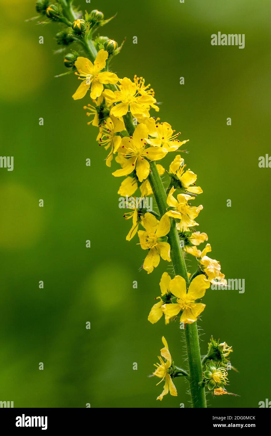 «Odermennig (Agrimonia eupatoria) Banque D'Images