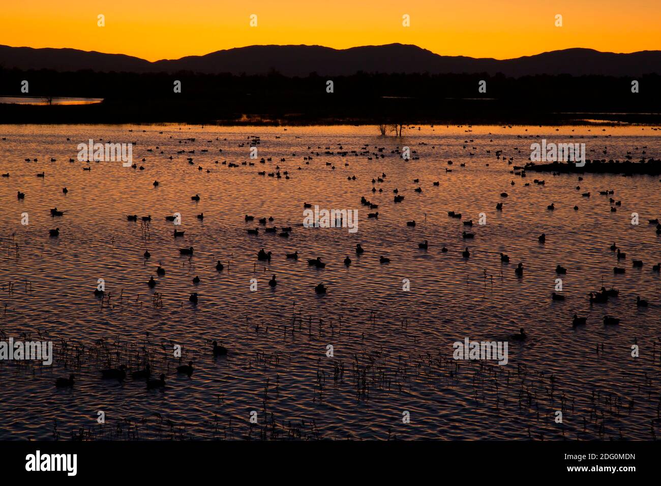Coucher de soleil sur les terres humides, zone de gestion de la faune de North Central Valley, unité Seco de Llano, Californie Banque D'Images