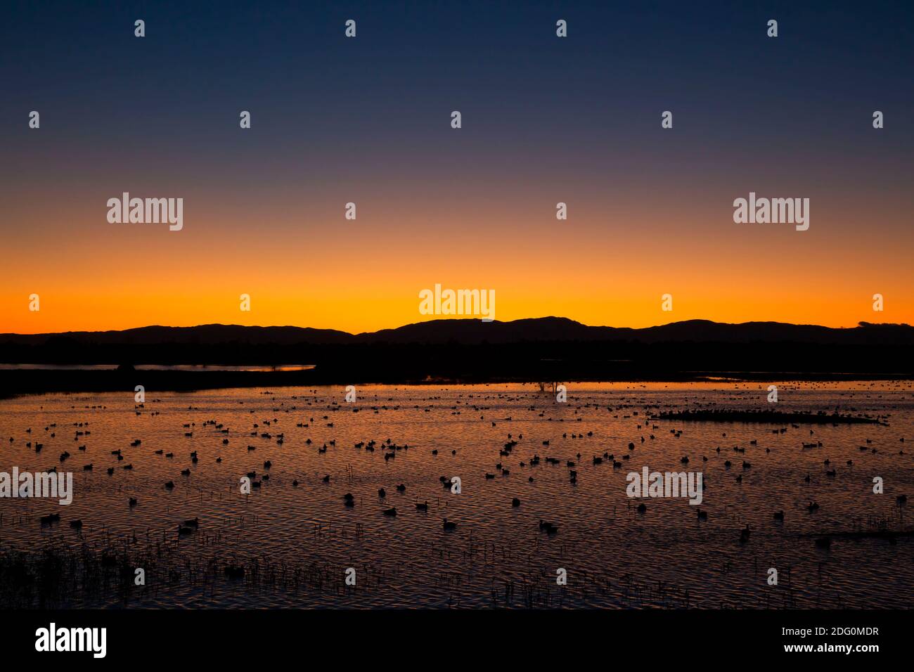 Coucher de soleil sur les terres humides, zone de gestion de la faune de North Central Valley, unité Seco de Llano, Californie Banque D'Images