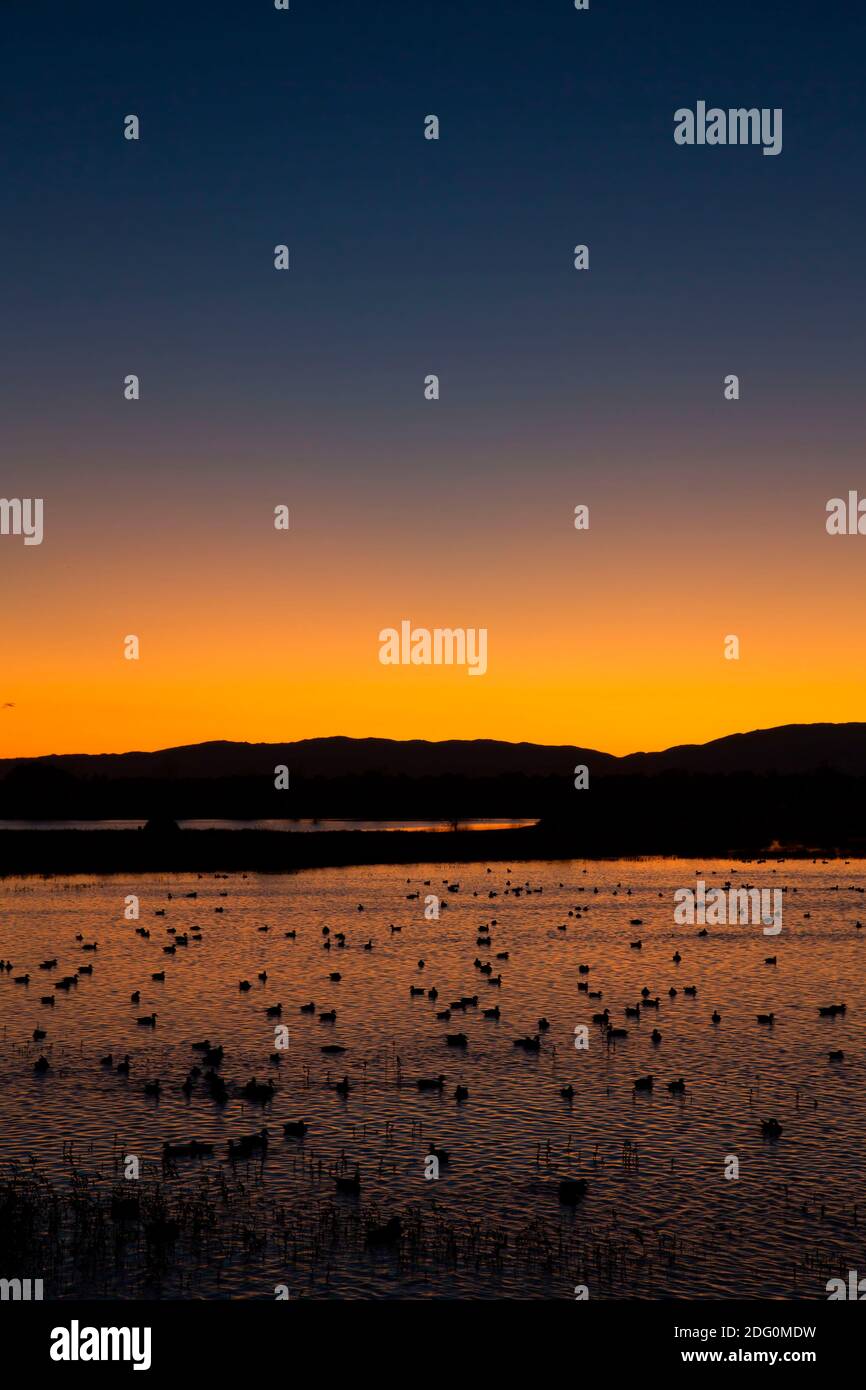Coucher de soleil sur les terres humides, zone de gestion de la faune de North Central Valley, unité Seco de Llano, Californie Banque D'Images