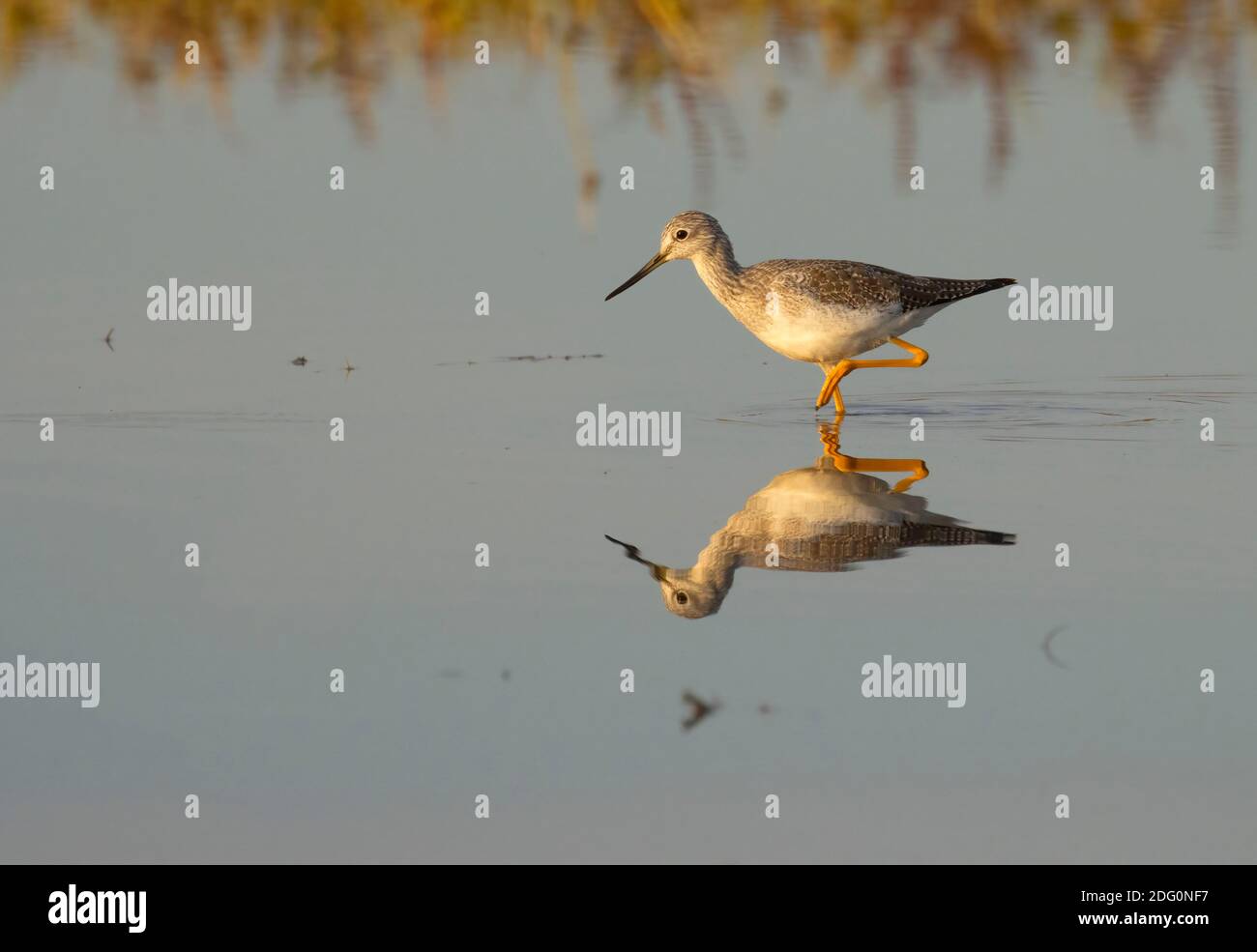 Greater Yellowlegs (Tringa melanoleuca), réserve de Cosumnes River, Californie Banque D'Images