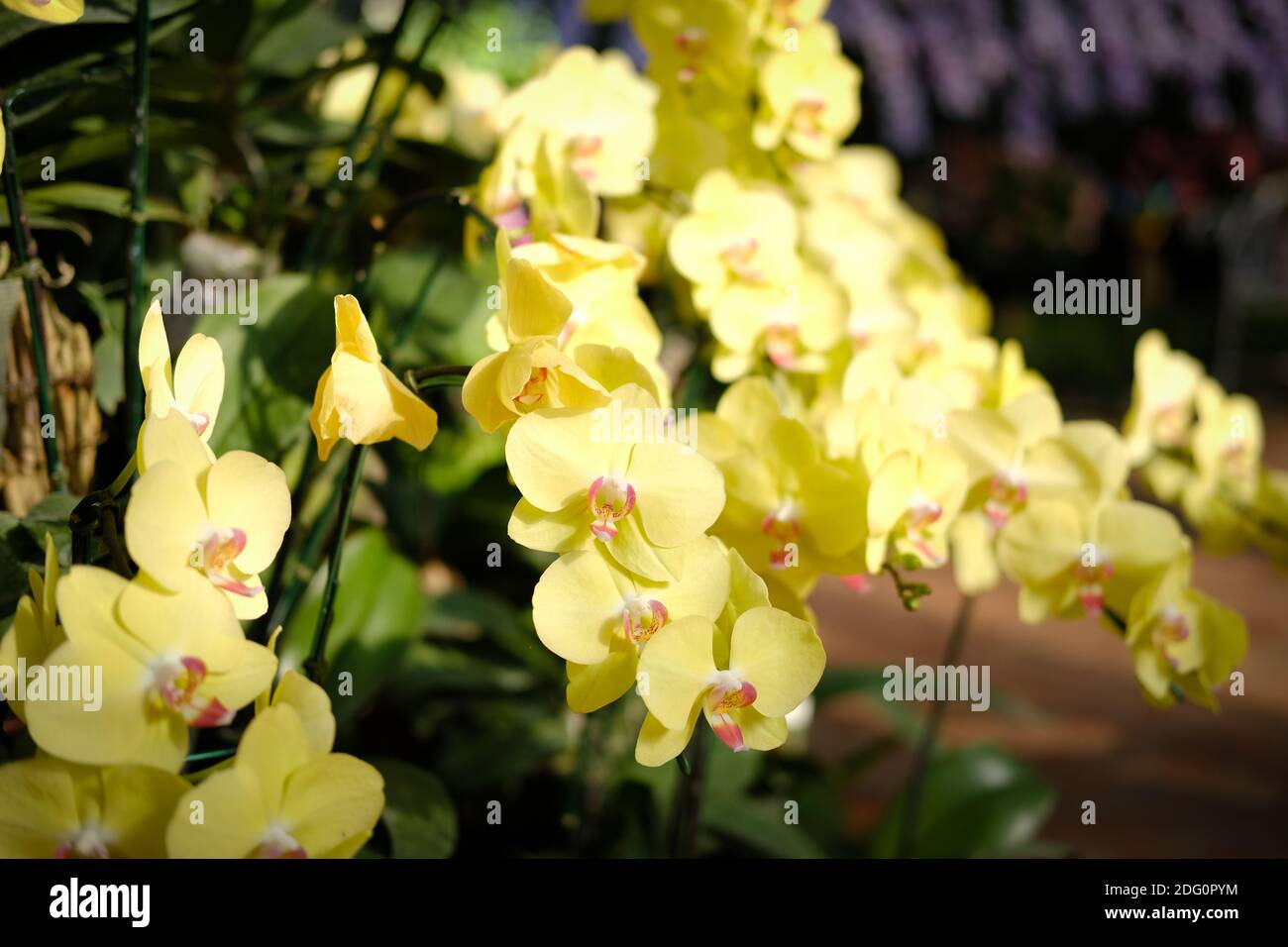 fleur d'orchidées de phalaenopsis jaune en fleurs dans le parc de jardin Banque D'Images