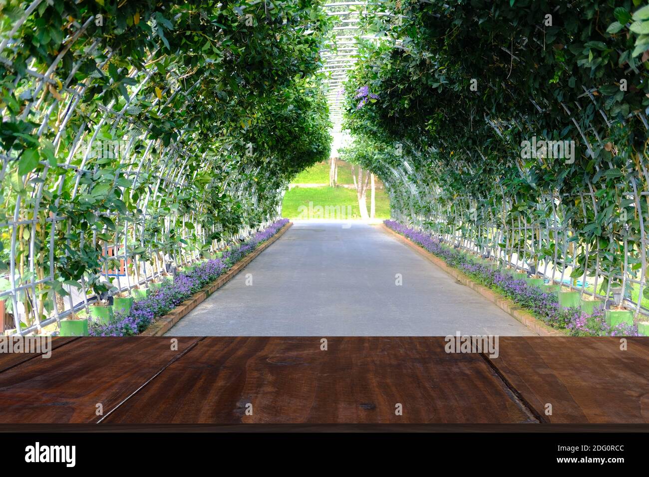 Papier de verre pour couronne mauve plante florale de vigne poussant sur la pergola arbour Banque D'Images