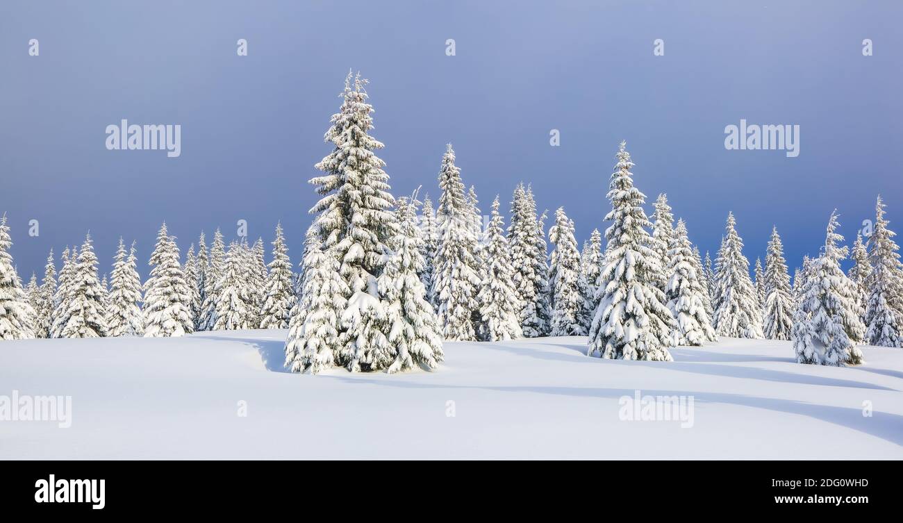 Paysage d'hiver. Un panorama spectaculaire est ouvert sur les montagnes, les arbres couverts de neige blanche, la pelouse et le ciel bleu. Forêt de Noël. Banque D'Images