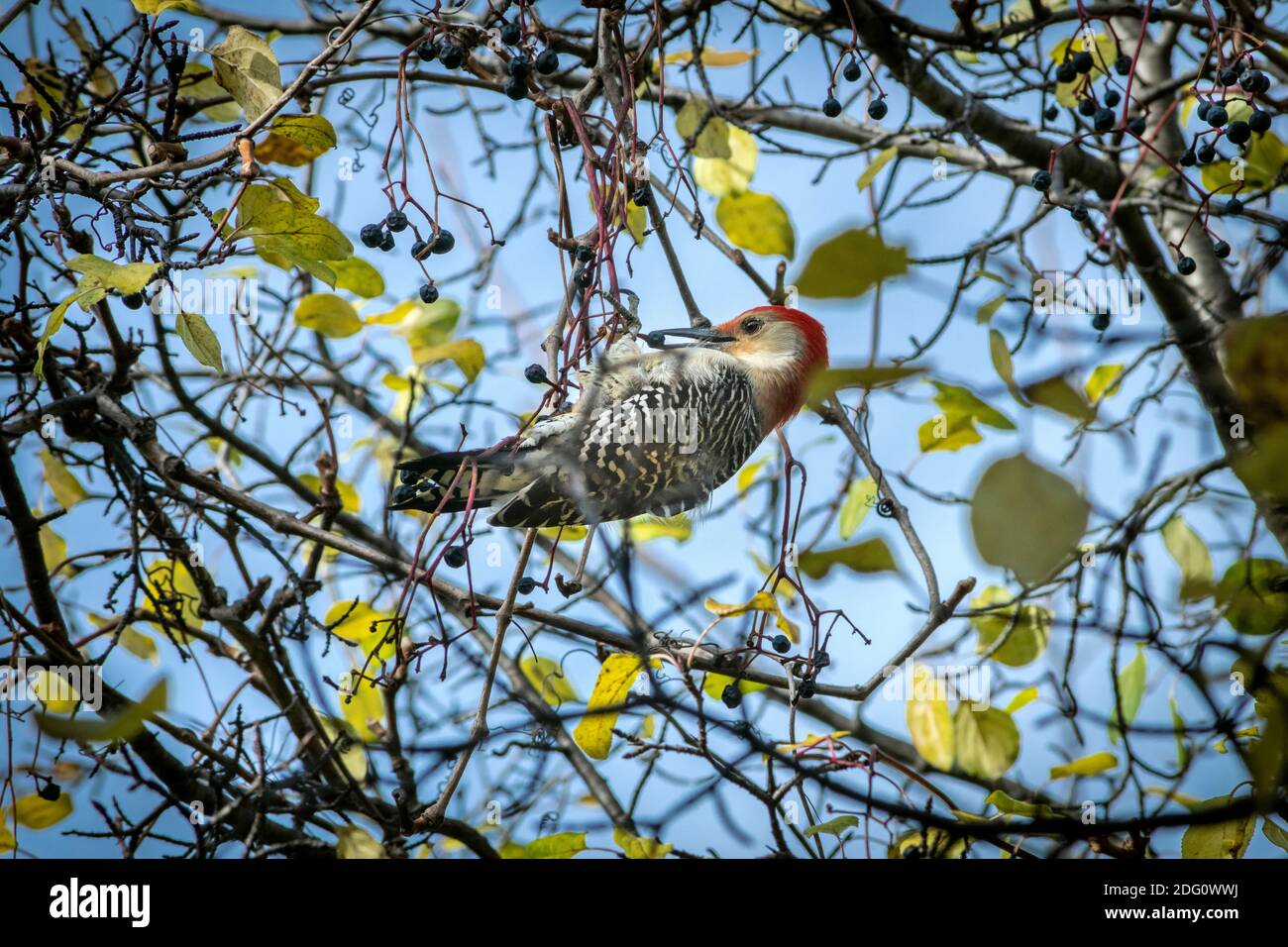 Pic à ventre rouge (Melanerpes carolinus) se nourrissant d'un arbre Banque D'Images