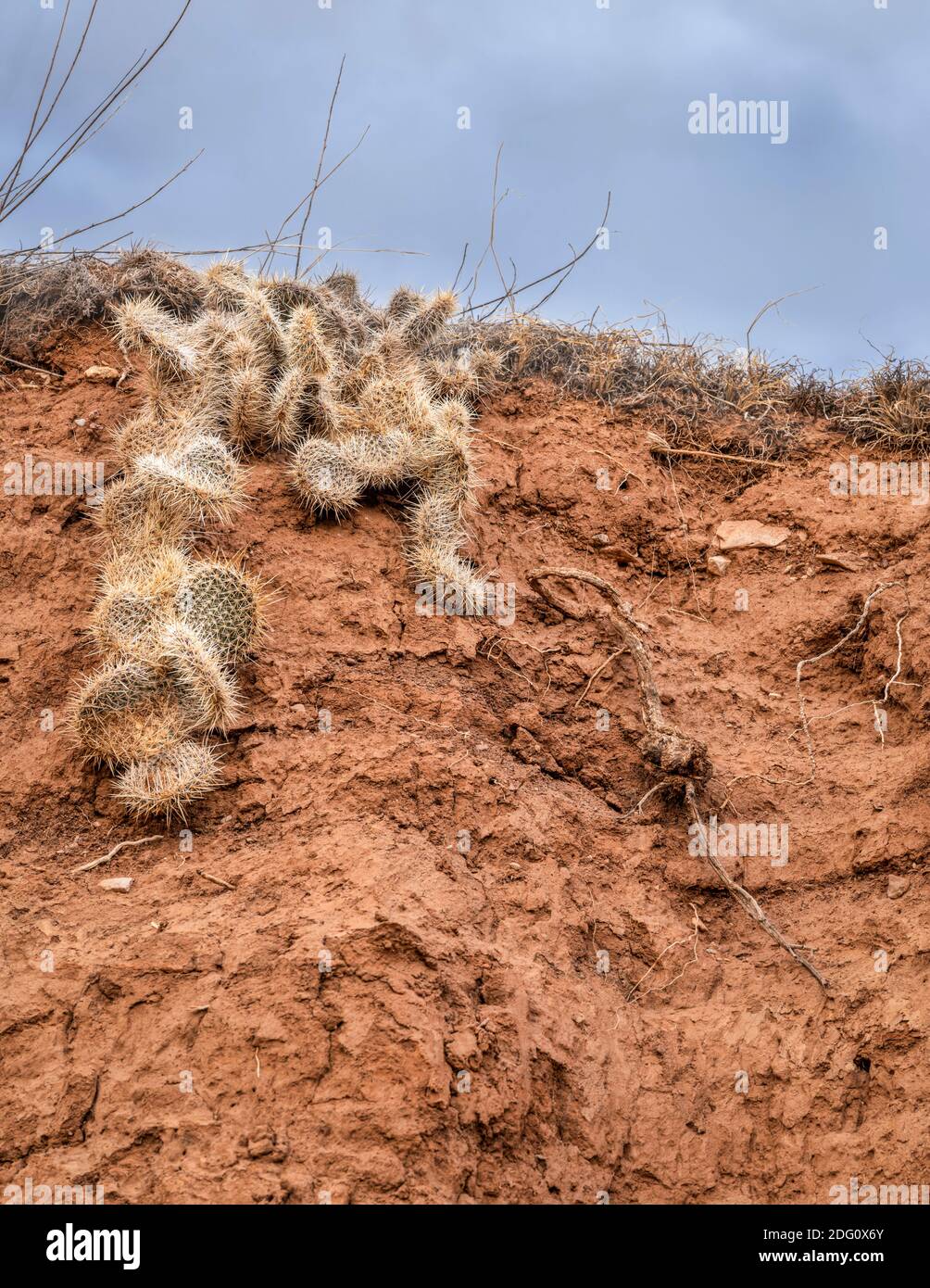 amas de cactus de poires piriformes sur un mur de canyon Au Colorado Foothills - Red Mountain Open Space Banque D'Images
